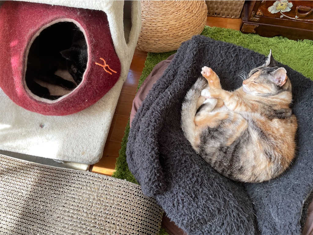 f:id:hiraryo0201:20210410064840j:image