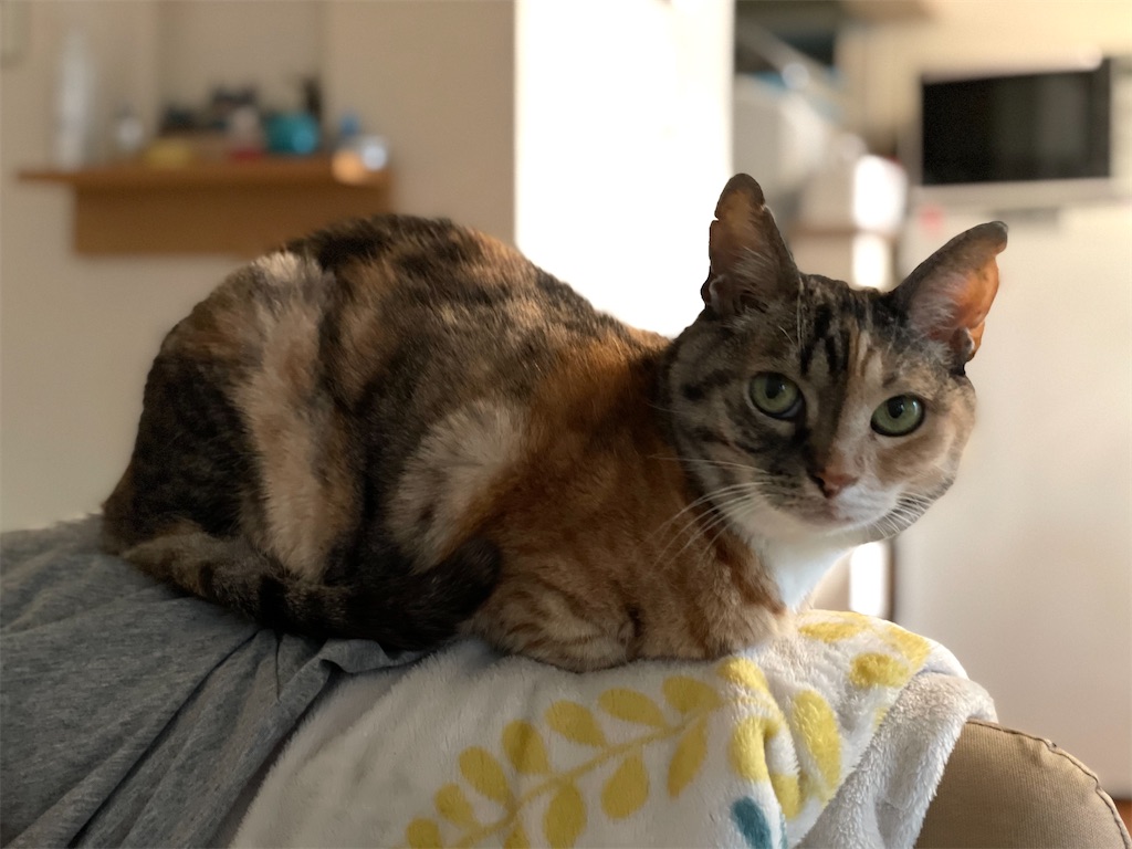 f:id:hiraryo0201:20210410064843j:image