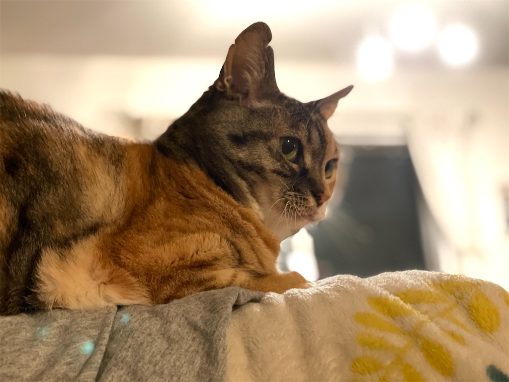 f:id:hiraryo0201:20210410064847j:image