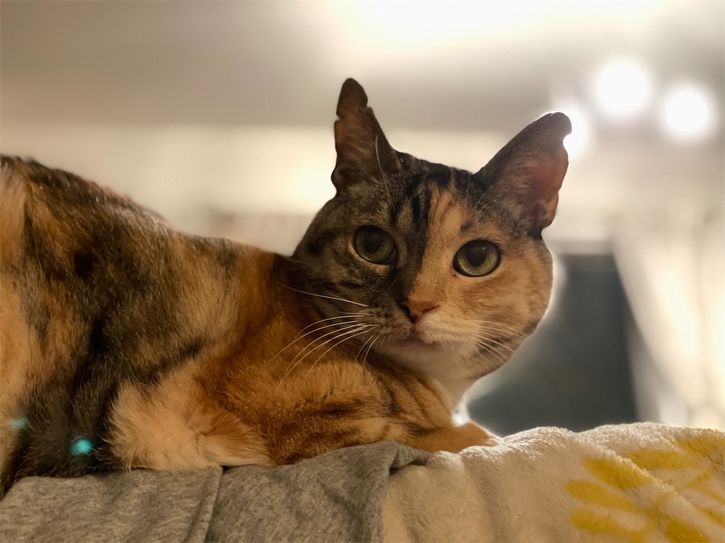 f:id:hiraryo0201:20210410064952j:image