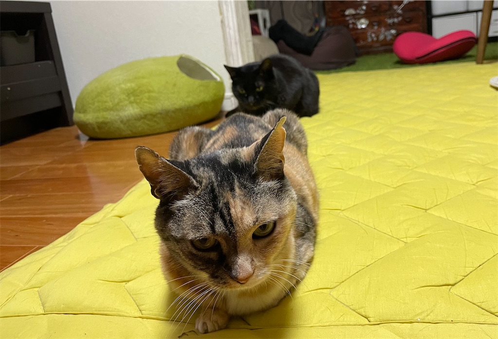 f:id:hiraryo0201:20210414121922j:image f:id:hiraryo0201:20210414121922j:image