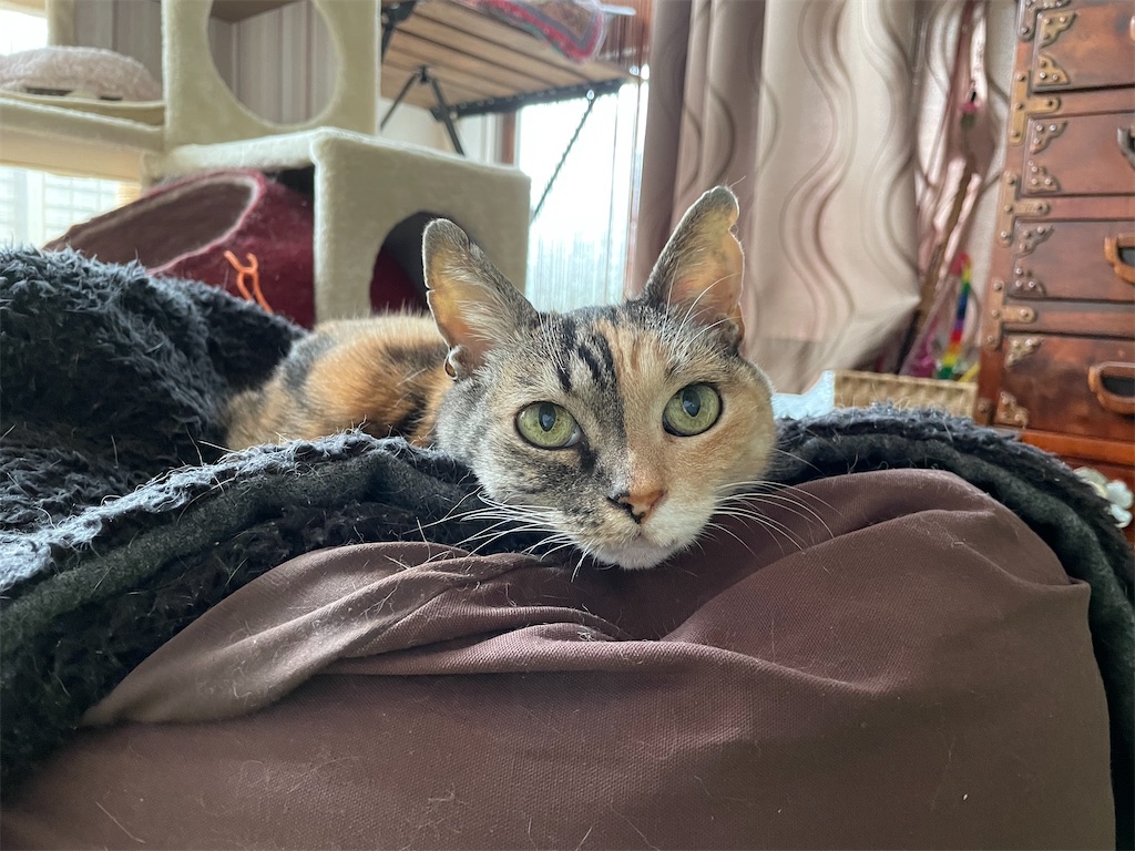 f:id:hiraryo0201:20210417194352j:image f:id:hiraryo0201:20210417194352j:image