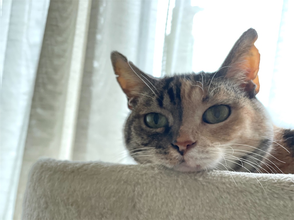 f:id:hiraryo0201:20210417194405j:image f:id:hiraryo0201:20210417194405j:image