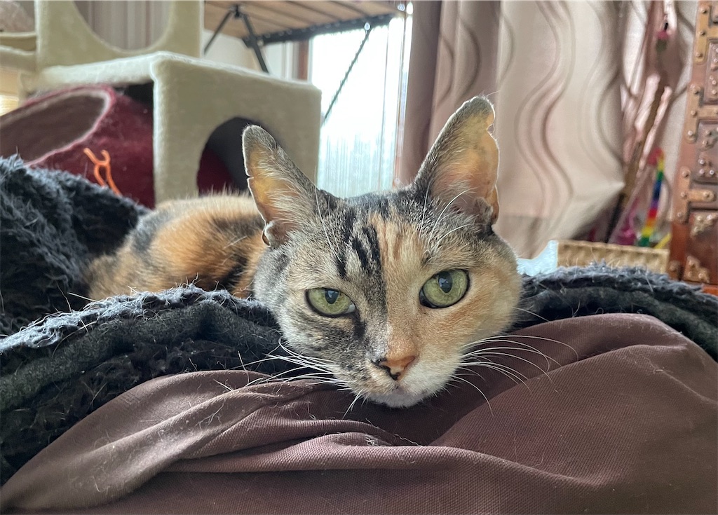 f:id:hiraryo0201:20210417194533j:image f:id:hiraryo0201:20210417194533j:image