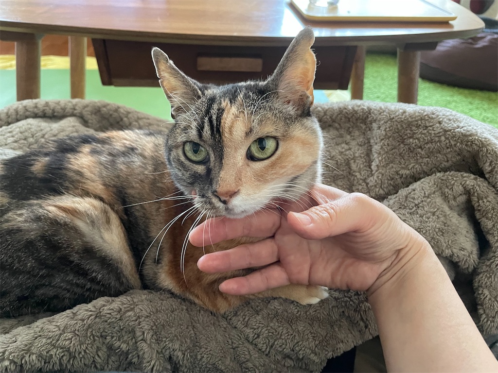 f:id:hiraryo0201:20210502164930j:image f:id:hiraryo0201:20210502164930j:image