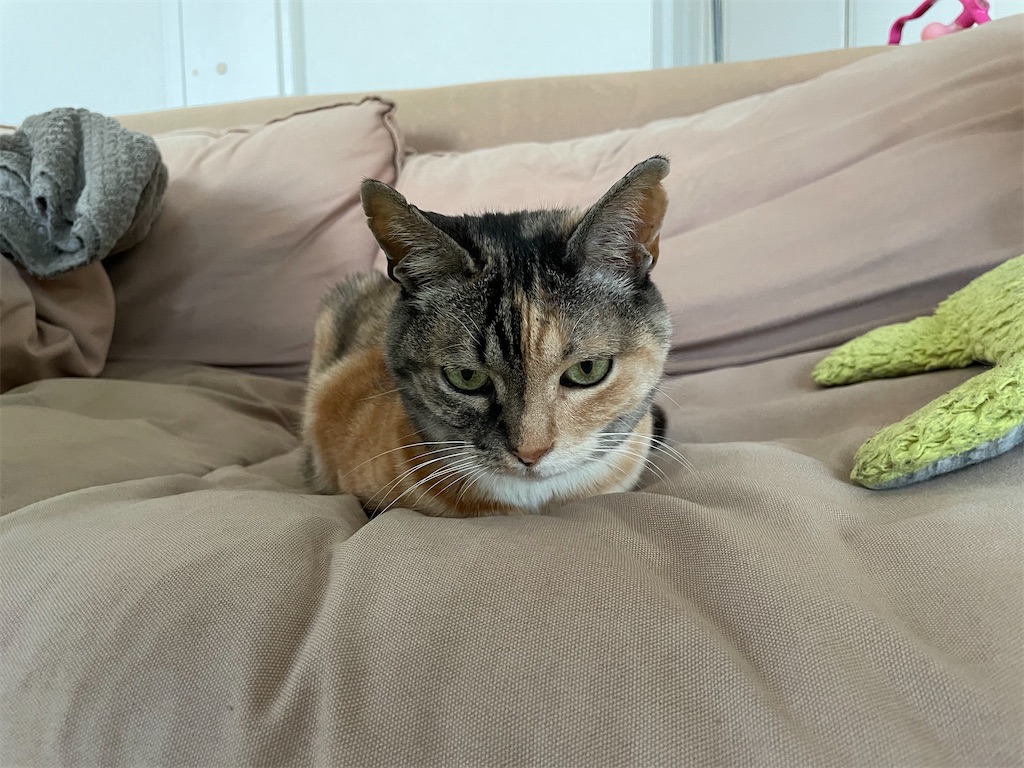 f:id:hiraryo0201:20210502164937j:image f:id:hiraryo0201:20210502164937j:image