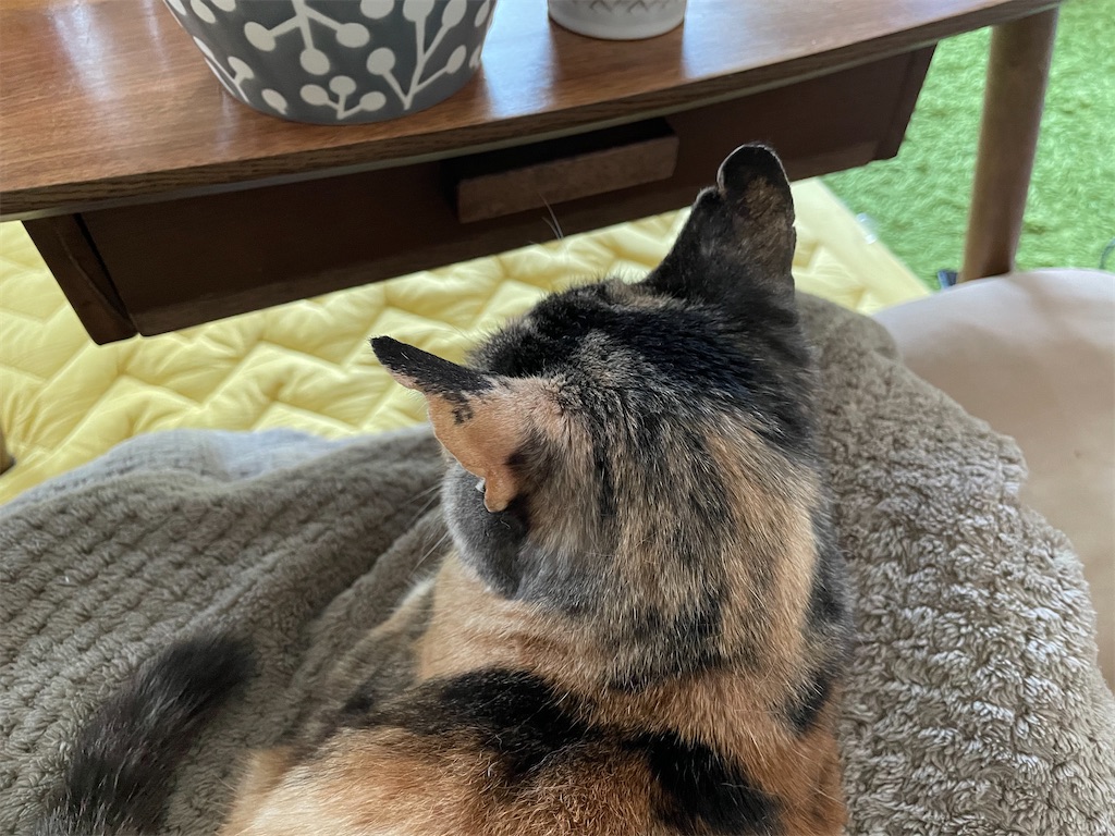 f:id:hiraryo0201:20210502164945j:image f:id:hiraryo0201:20210502164945j:image