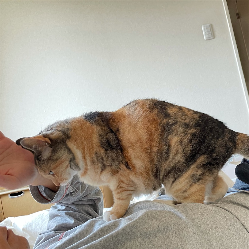 f:id:hiraryo0201:20210509124527j:image f:id:hiraryo0201:20210509124527j:image