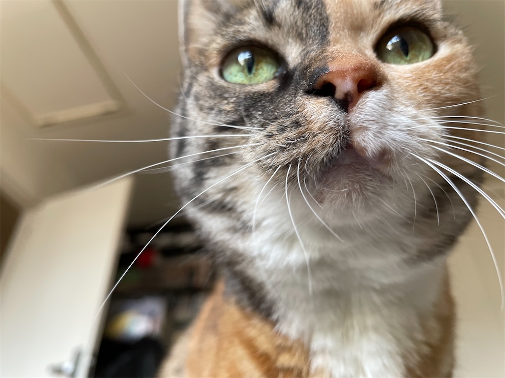 f:id:hiraryo0201:20210509124530j:image f:id:hiraryo0201:20210509124530j:image