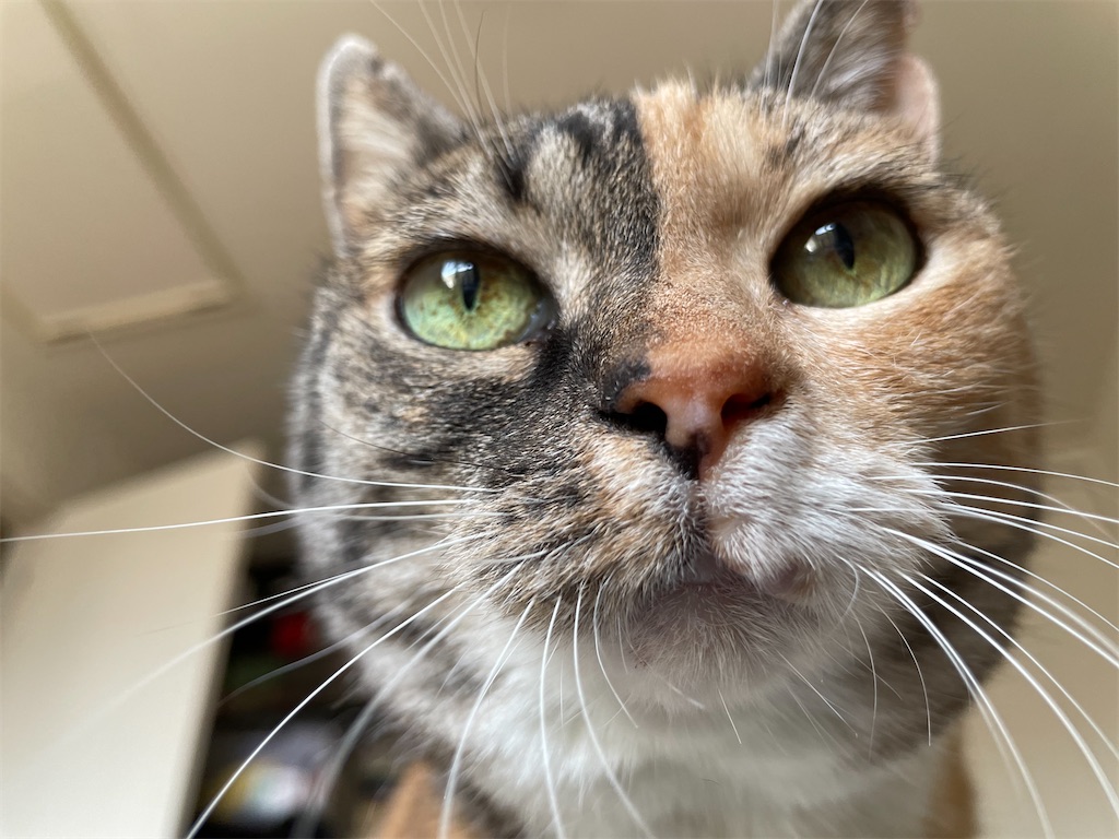 f:id:hiraryo0201:20210509124537j:image f:id:hiraryo0201:20210509124537j:image