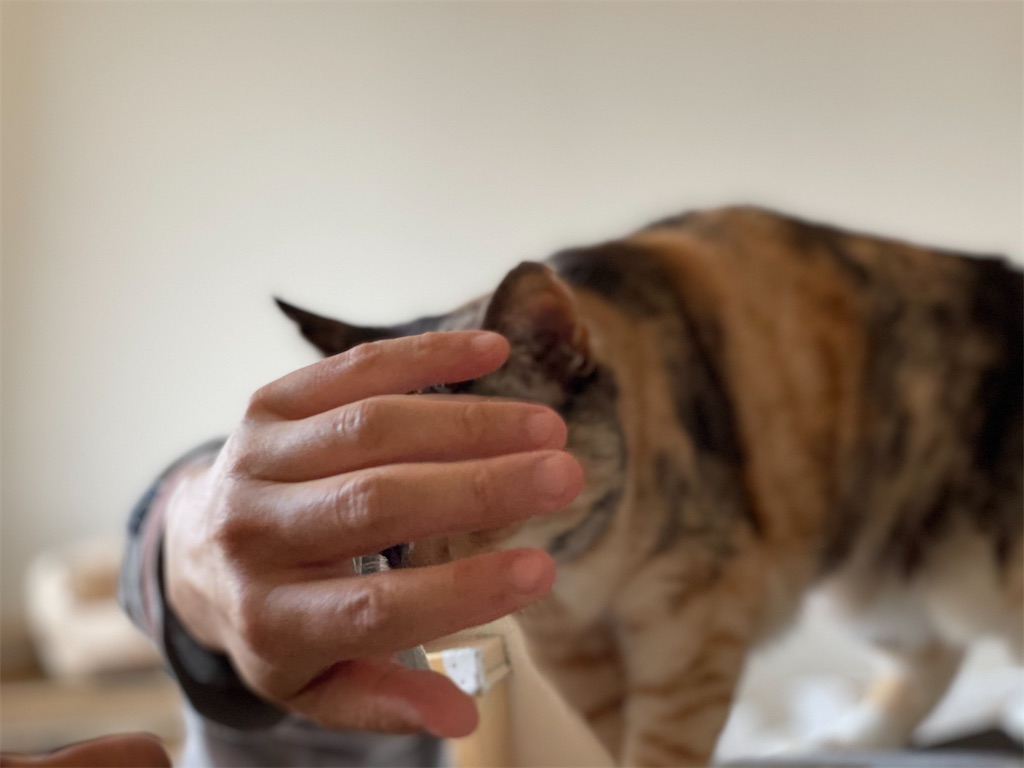 f:id:hiraryo0201:20210509124546j:image f:id:hiraryo0201:20210509124546j:image