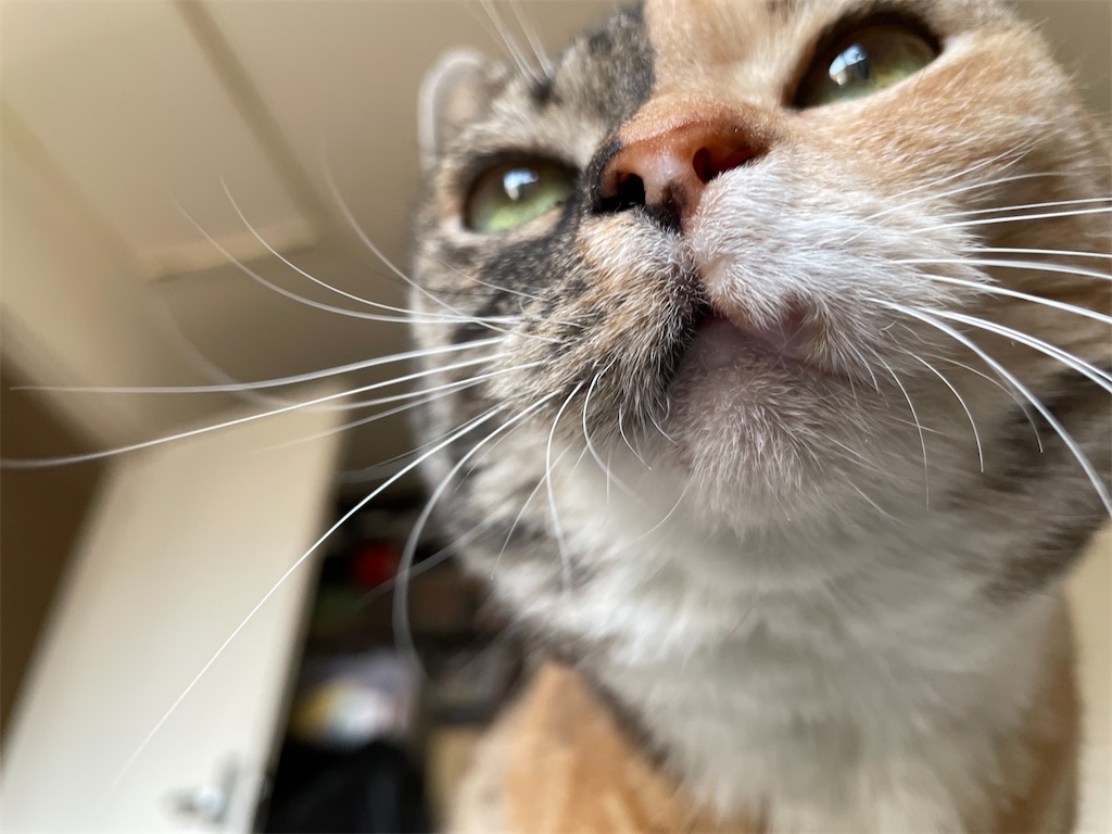 f:id:hiraryo0201:20210509124553j:image f:id:hiraryo0201:20210509124553j:image