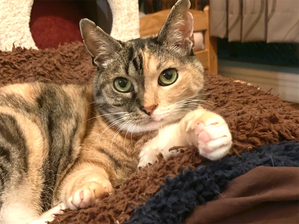 f:id:hiraryo0201:20210516170004j:image f:id:hiraryo0201:20210516170004j:image