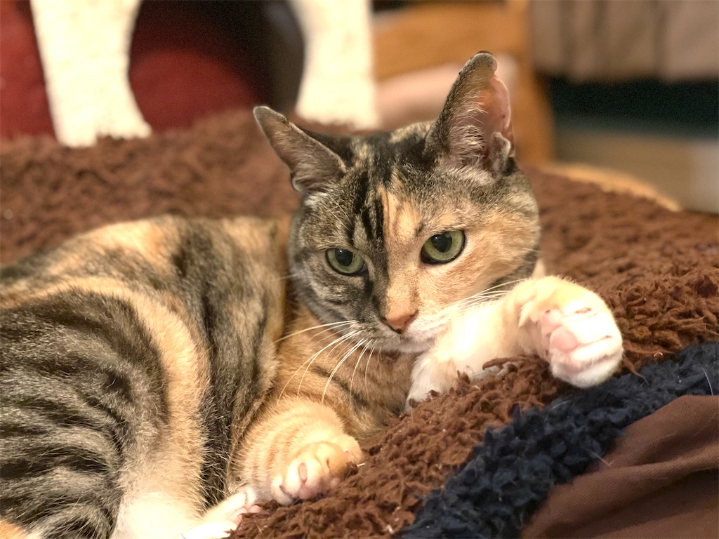 f:id:hiraryo0201:20210516170007j:image f:id:hiraryo0201:20210516170007j:image