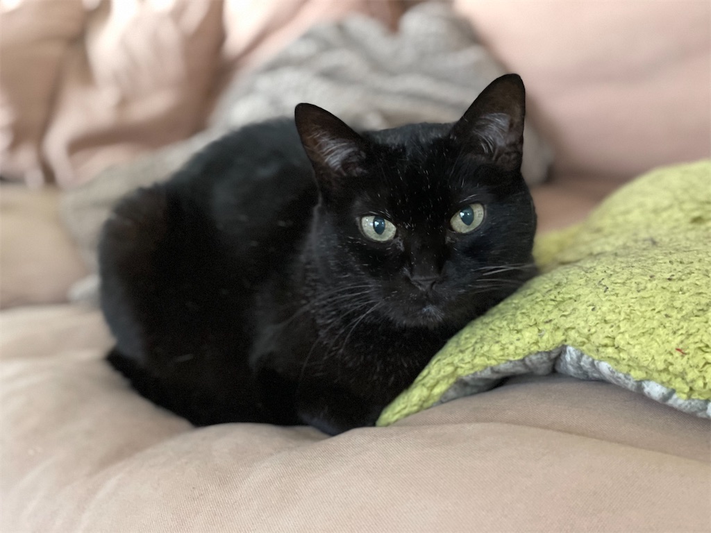 f:id:hiraryo0201:20210521070800j:image