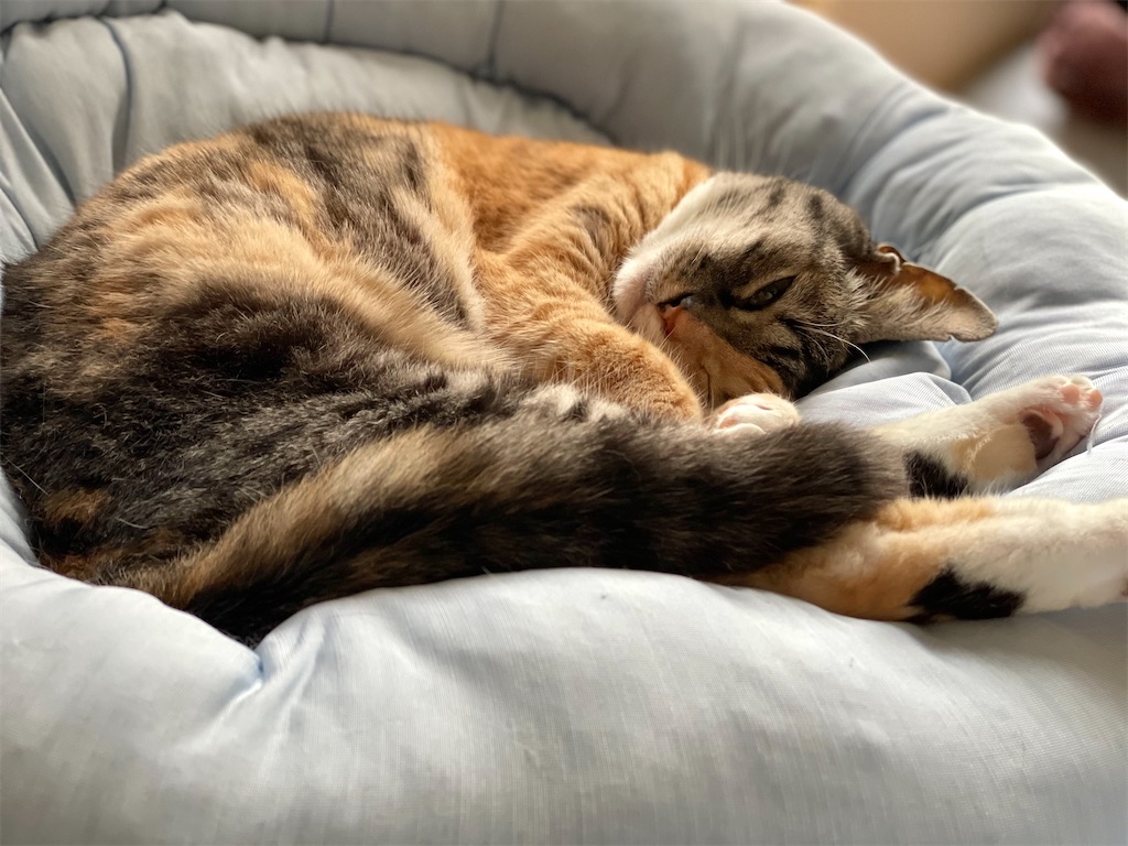 f:id:hiraryo0201:20210521071214j:image