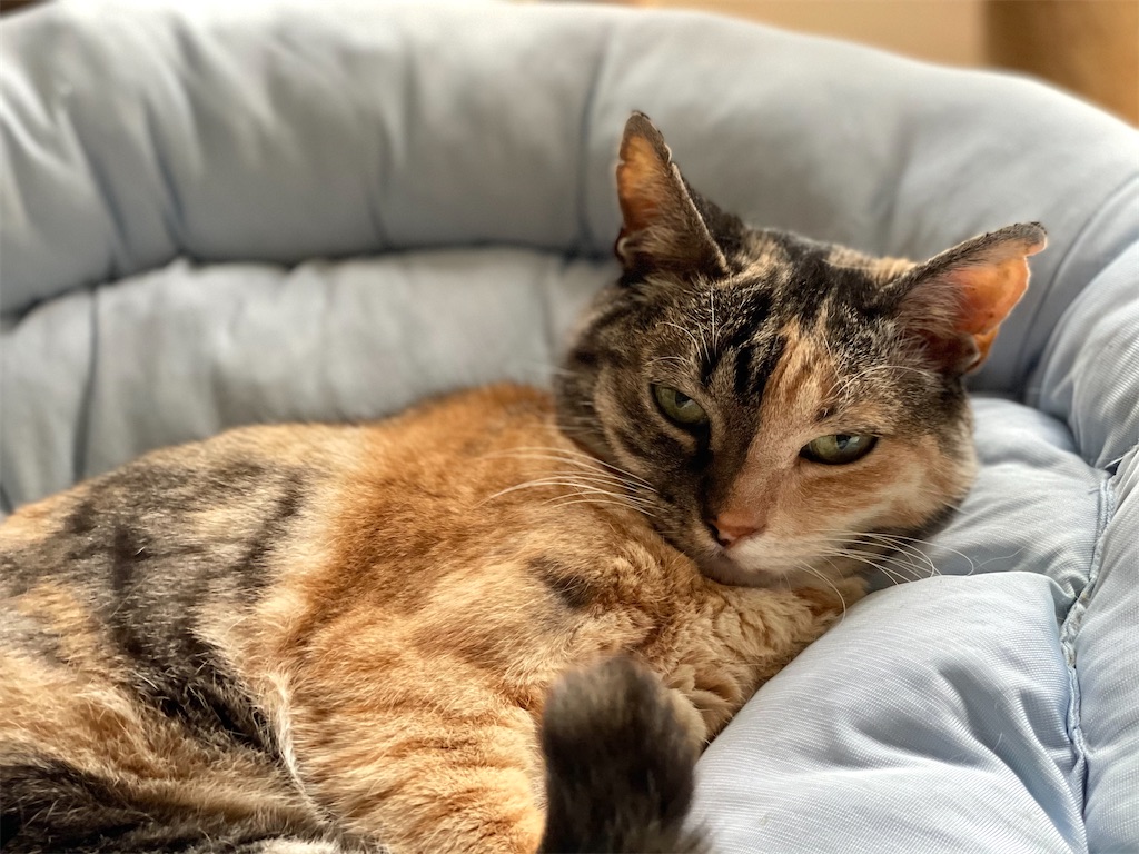 f:id:hiraryo0201:20210521071227j:image