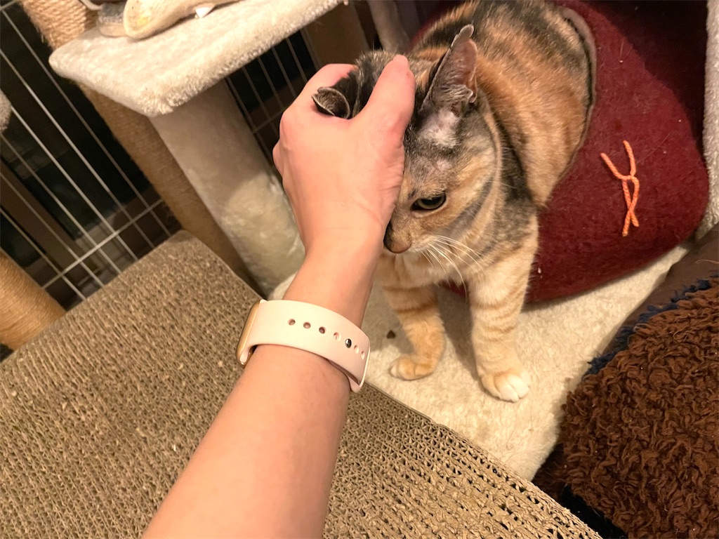 f:id:hiraryo0201:20210523084153j:image
