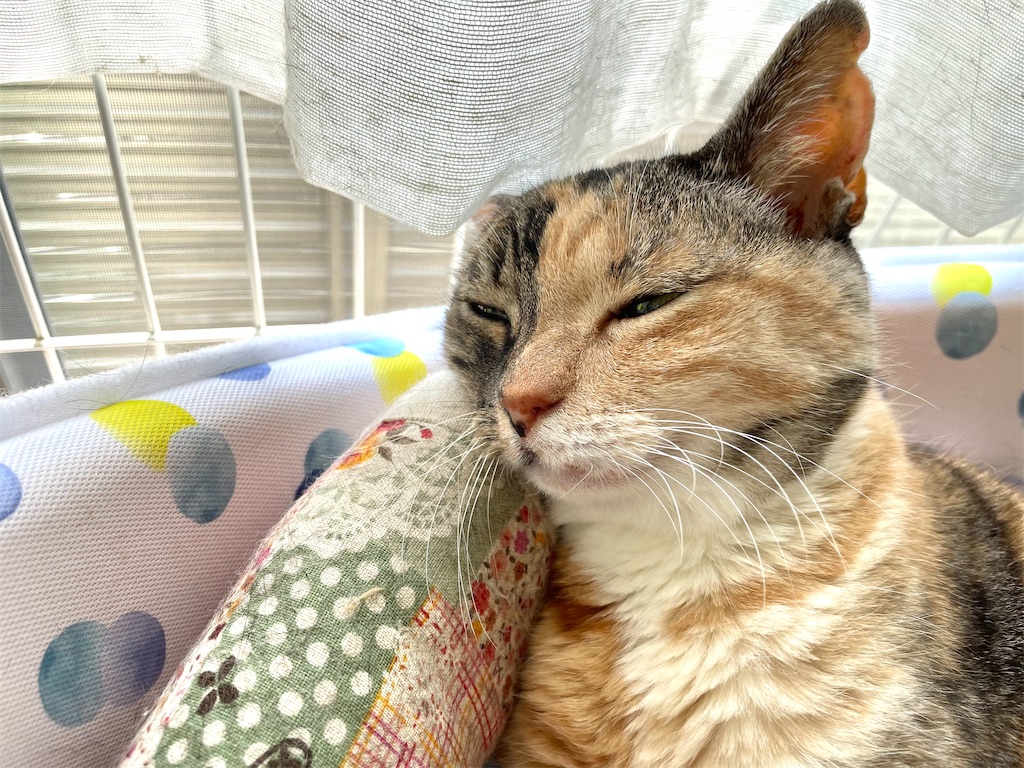 f:id:hiraryo0201:20210523175922j:image