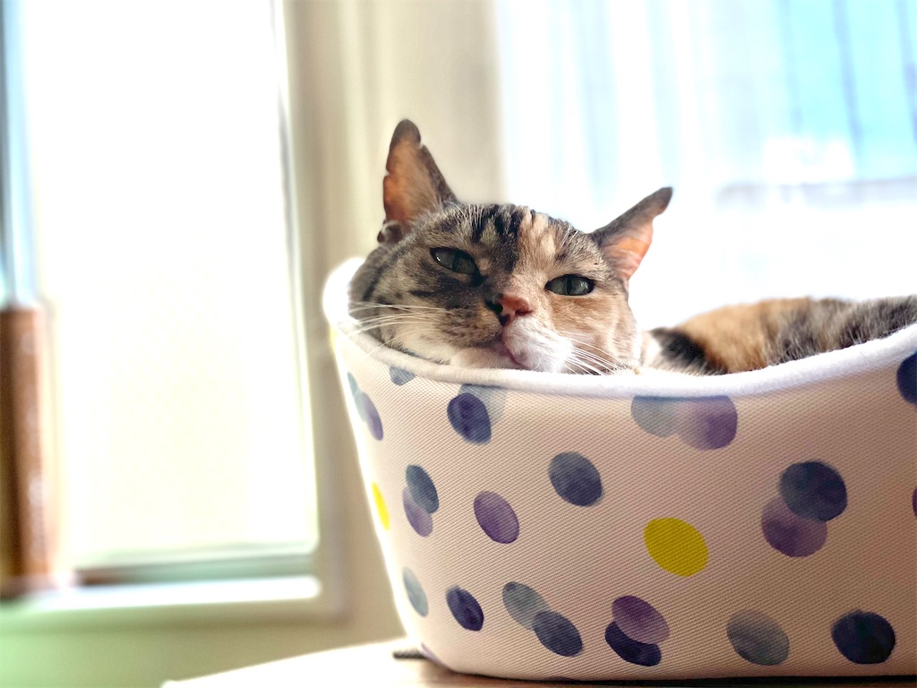 f:id:hiraryo0201:20210523180210j:image