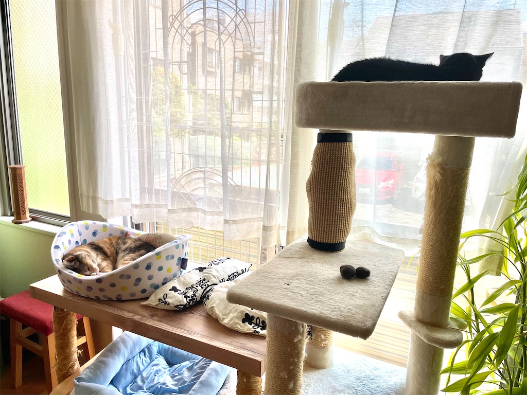 f:id:hiraryo0201:20210523180217j:image