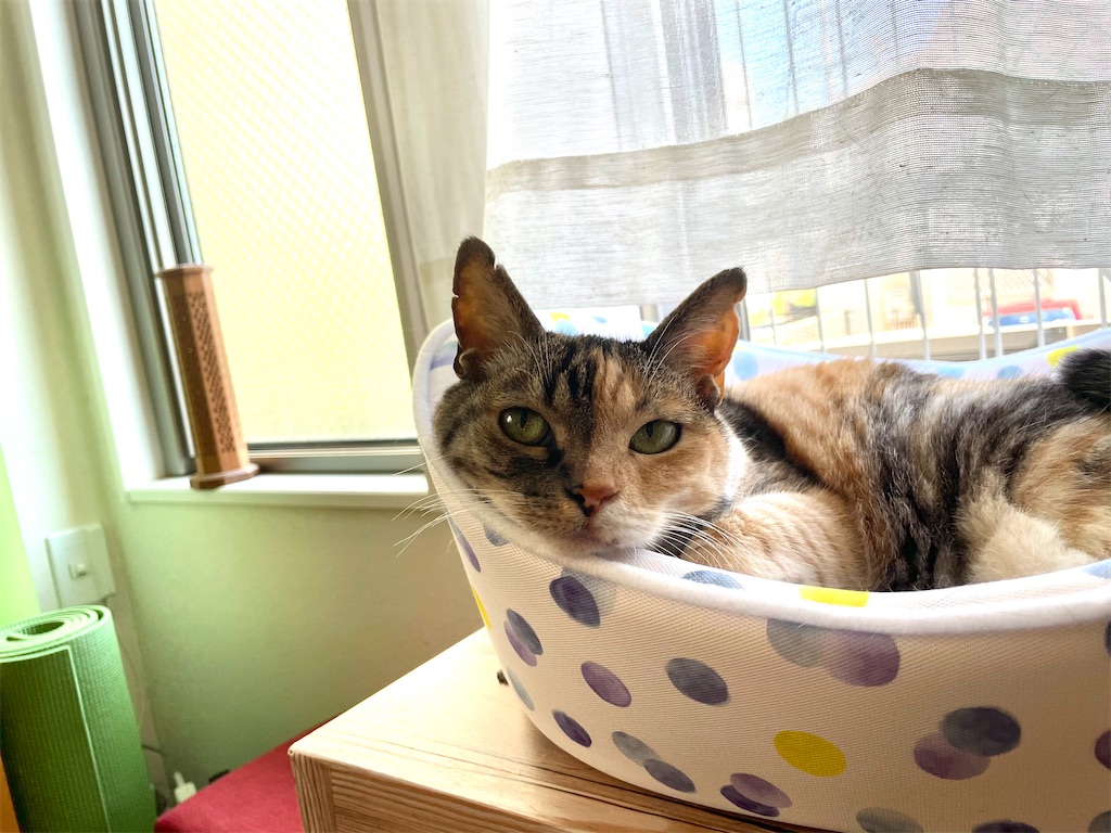 f:id:hiraryo0201:20210523180221j:image