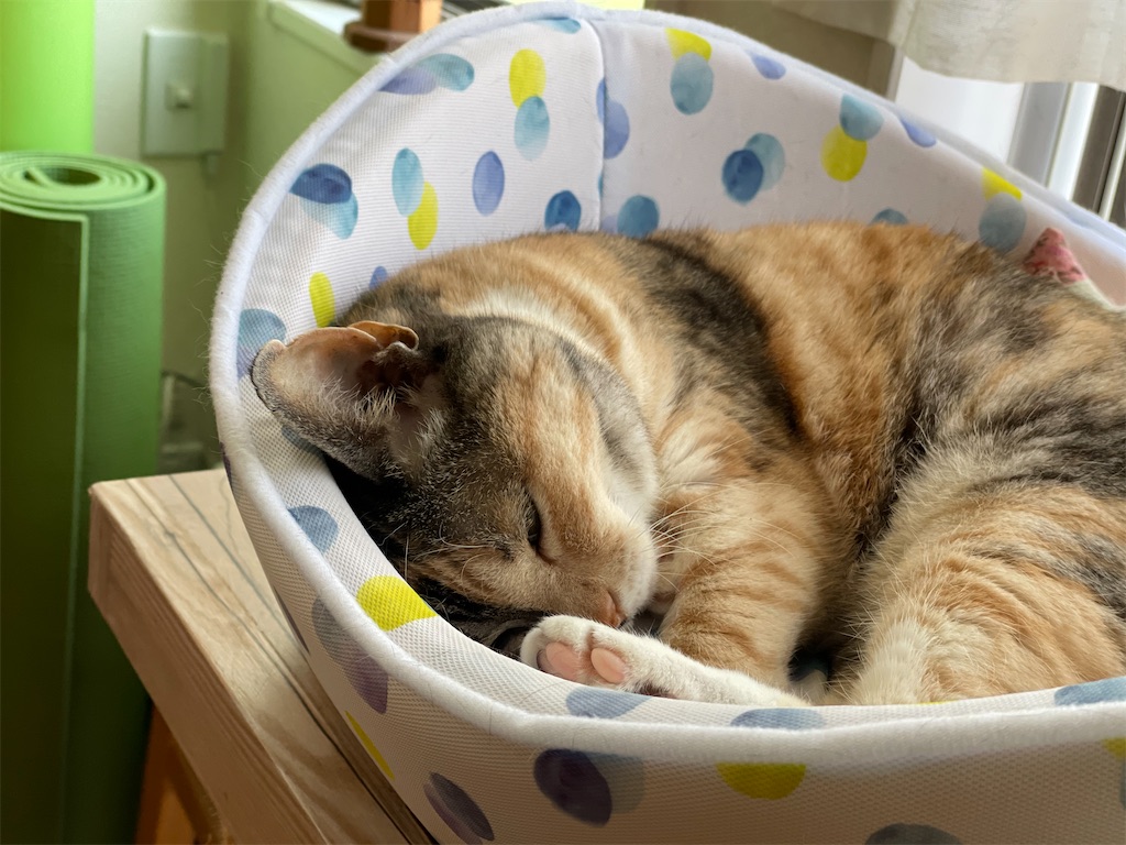 f:id:hiraryo0201:20210523180225j:image