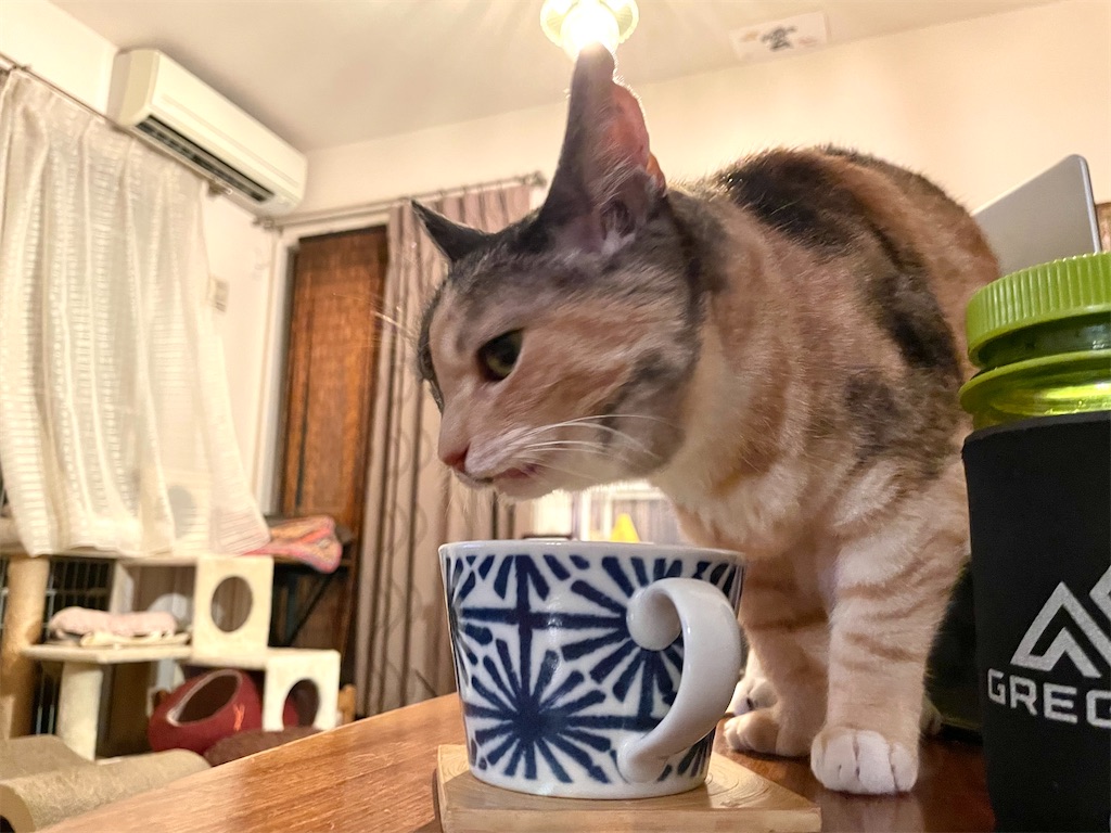 f:id:hiraryo0201:20210530225834j:image