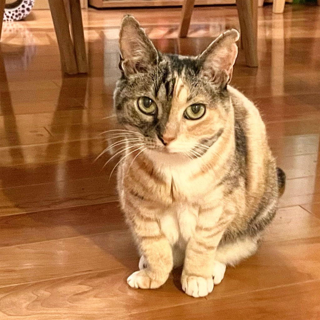 f:id:hiraryo0201:20210603072805j:image f:id:hiraryo0201:20210603072805j:image