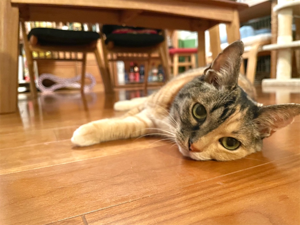 f:id:hiraryo0201:20210603072815j:image f:id:hiraryo0201:20210603072815j:image