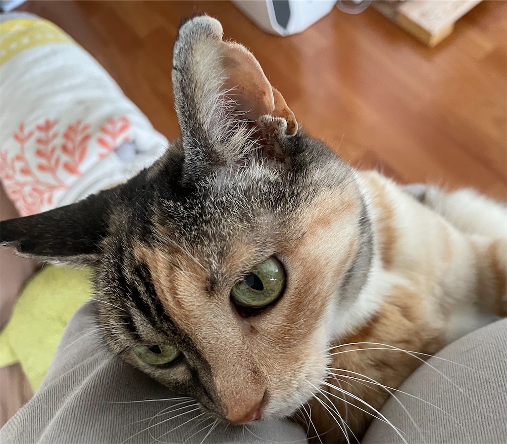 f:id:hiraryo0201:20210603124957j:image f:id:hiraryo0201:20210603124957j:image