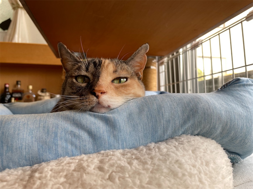 f:id:hiraryo0201:20210612111050j:image f:id:hiraryo0201:20210612111050j:image