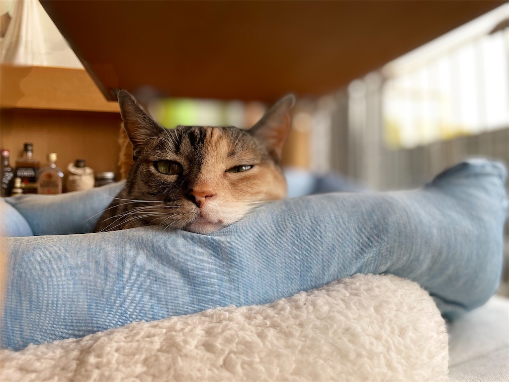 f:id:hiraryo0201:20210612130718j:image f:id:hiraryo0201:20210612130718j:image