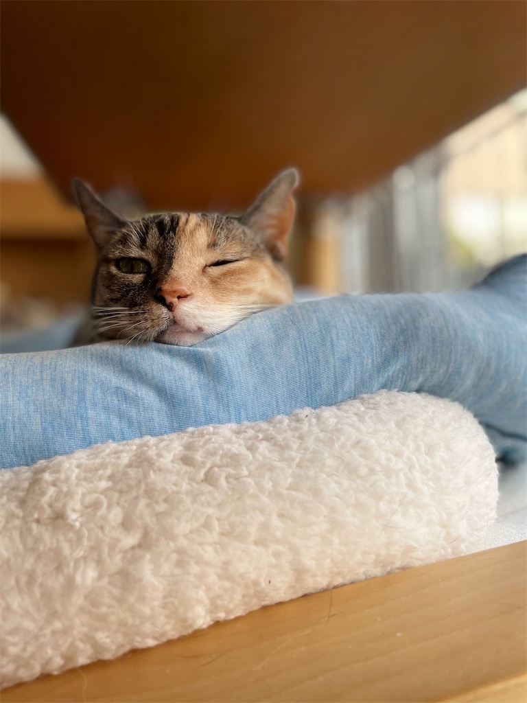 f:id:hiraryo0201:20210612130722j:image f:id:hiraryo0201:20210612130722j:image