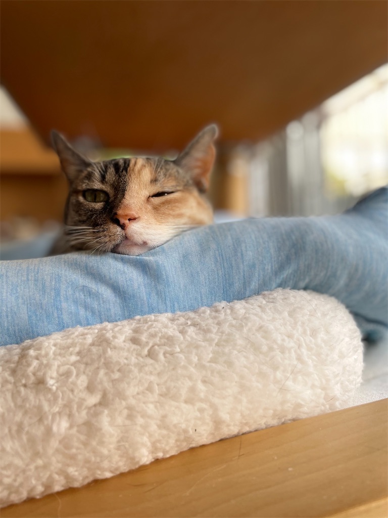 f:id:hiraryo0201:20210612130726j:image f:id:hiraryo0201:20210612130726j:image