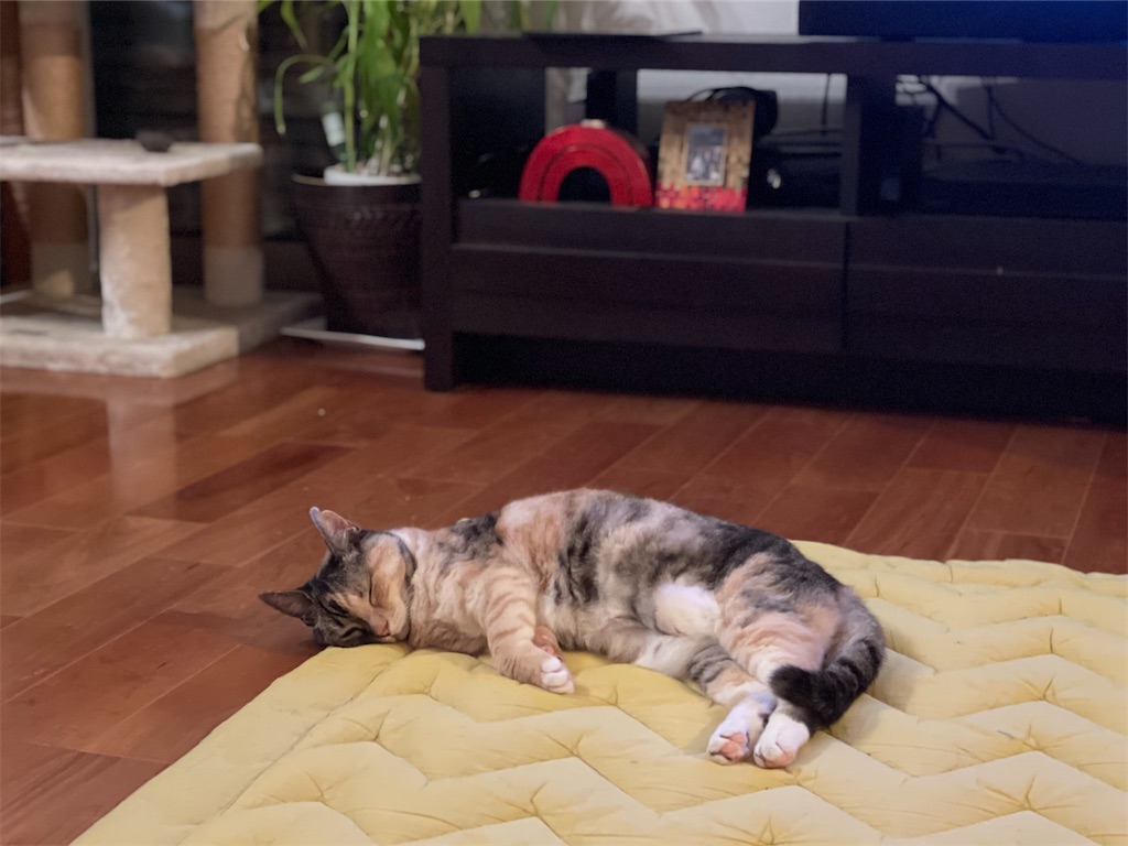 f:id:hiraryo0201:20210612214457j:image f:id:hiraryo0201:20210612214457j:image