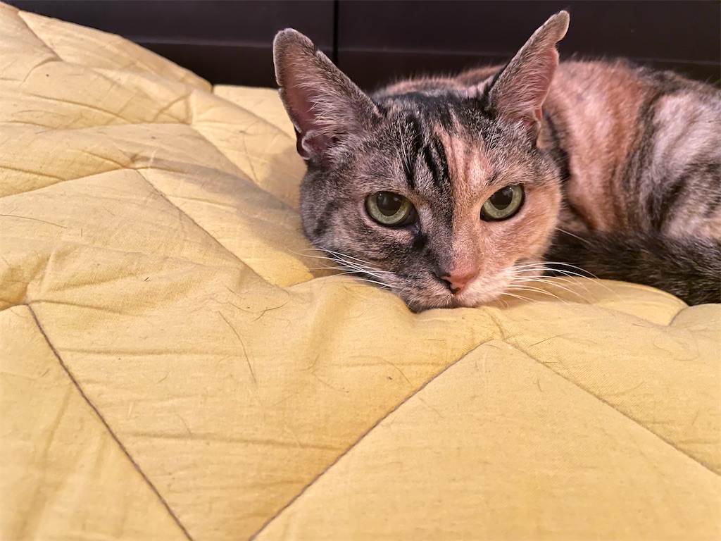 f:id:hiraryo0201:20210612214504j:image f:id:hiraryo0201:20210612214504j:image