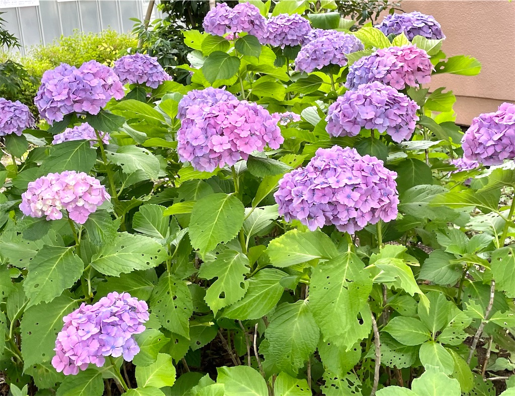 f:id:hiraryo0201:20210612214511j:image f:id:hiraryo0201:20210612214511j:image