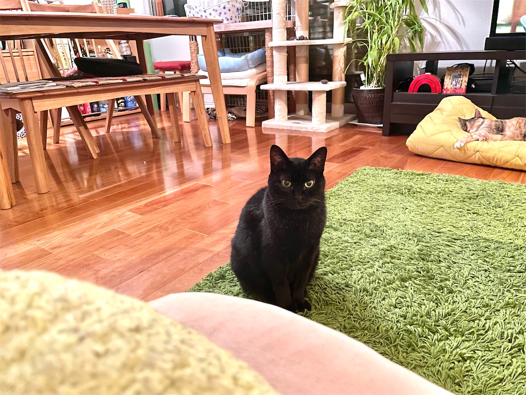 f:id:hiraryo0201:20210614072227j:image f:id:hiraryo0201:20210614072227j:image