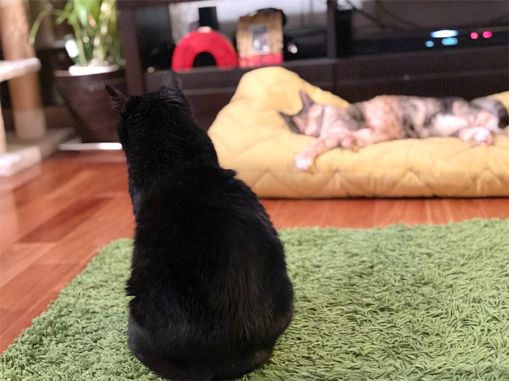 f:id:hiraryo0201:20210614072242j:image f:id:hiraryo0201:20210614072242j:image