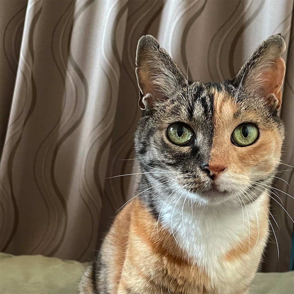 f:id:hiraryo0201:20210620135537j:image