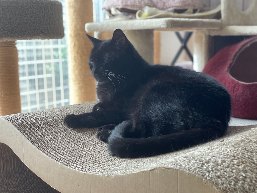 f:id:hiraryo0201:20210620135610j:image