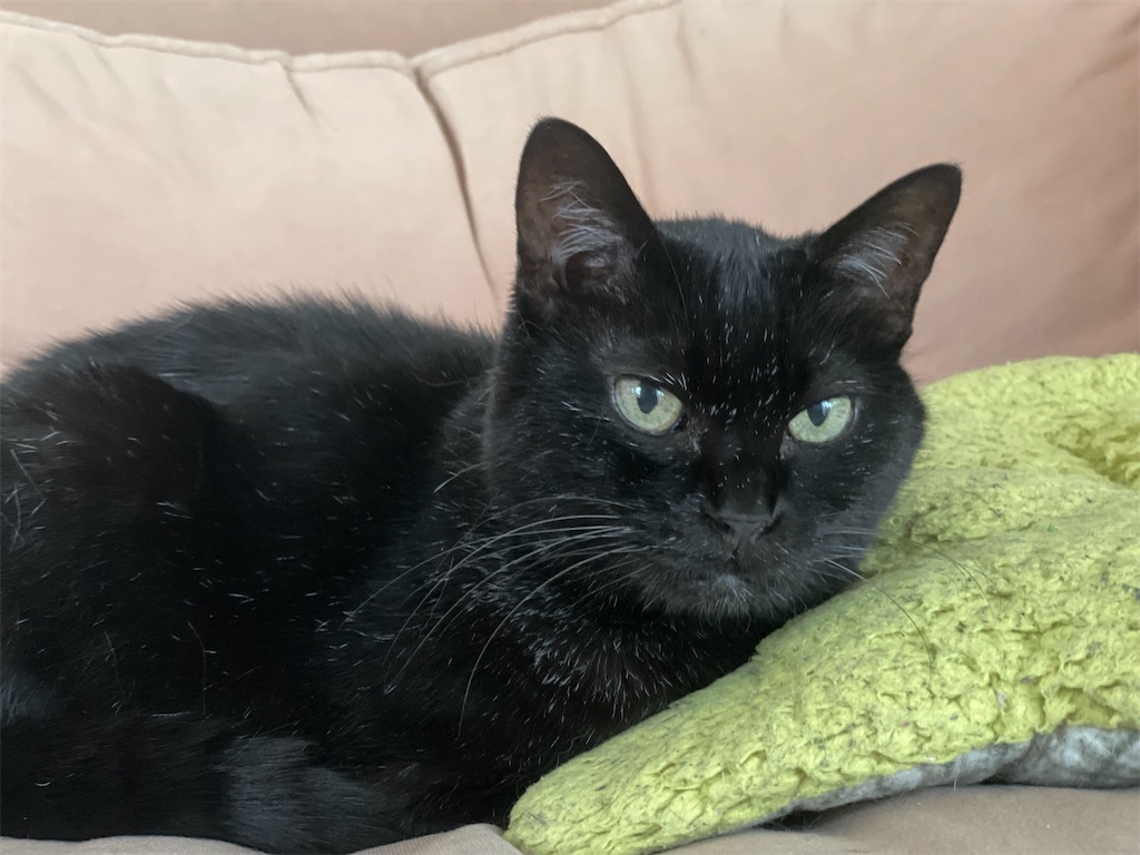 f:id:hiraryo0201:20210620135618j:image