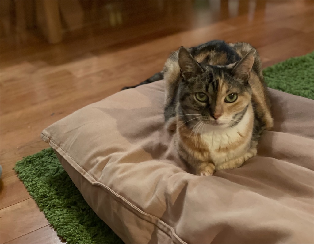 f:id:hiraryo0201:20210622072911j:image f:id:hiraryo0201:20210622072911j:image