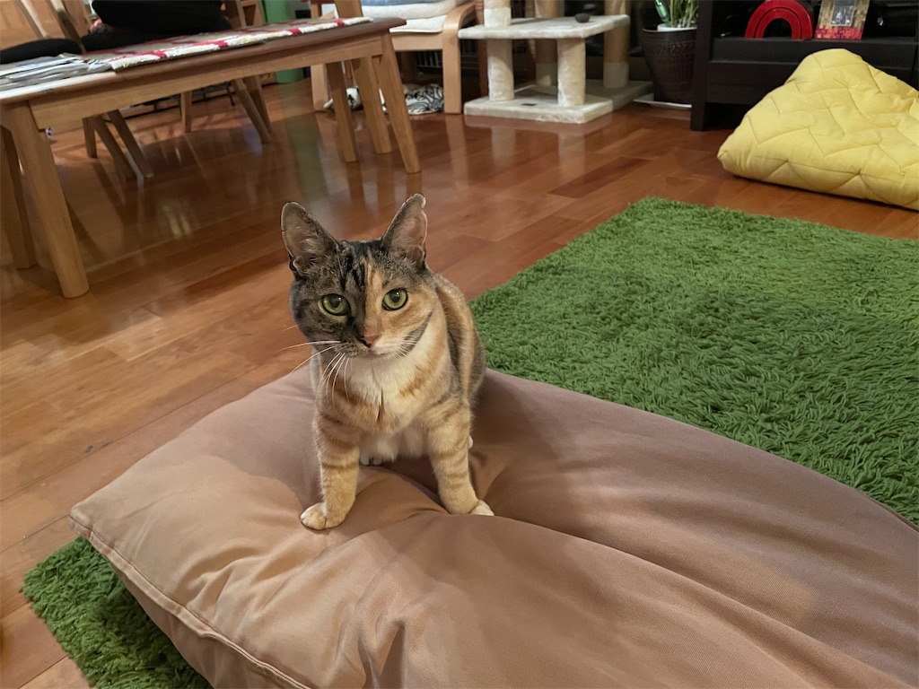 f:id:hiraryo0201:20210622072920j:image f:id:hiraryo0201:20210622072920j:image