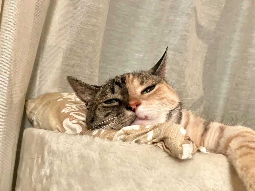 f:id:hiraryo0201:20210623221635j:image f:id:hiraryo0201:20210623221635j:image