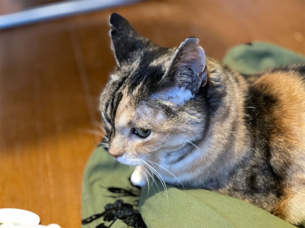 f:id:hiraryo0201:20210626074037j:image f:id:hiraryo0201:20210626074037j:image