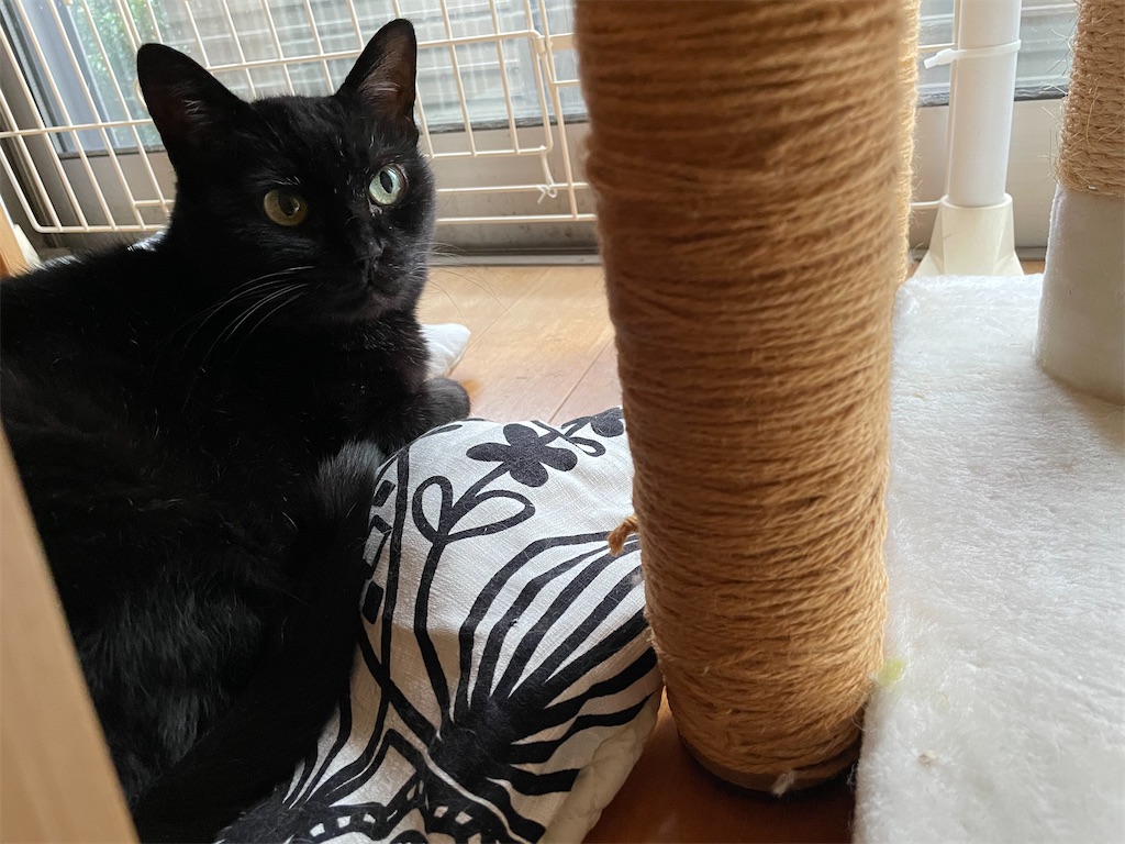 f:id:hiraryo0201:20210628224103j:image