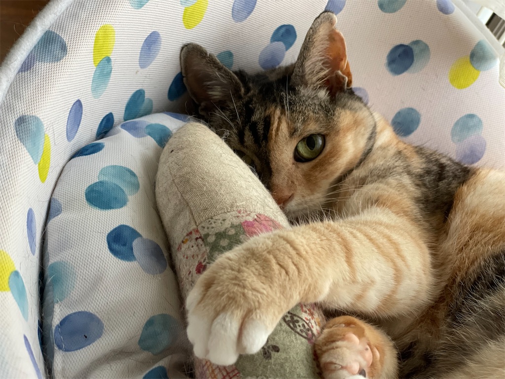 f:id:hiraryo0201:20210629123113j:image f:id:hiraryo0201:20210629123113j:image