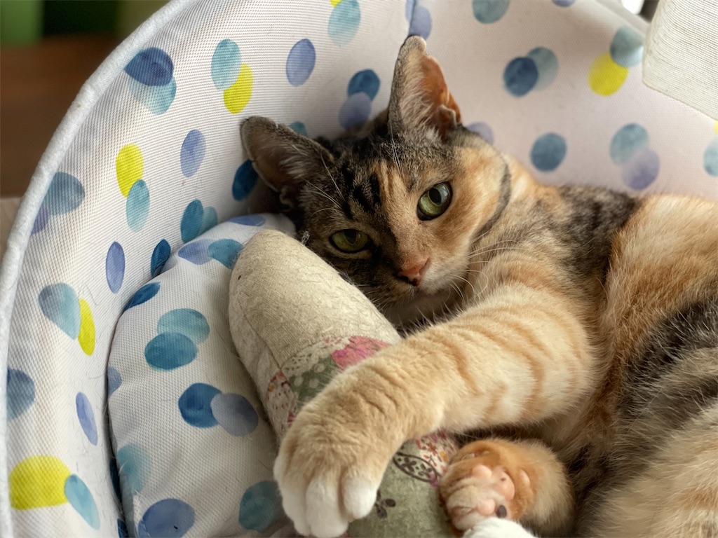 f:id:hiraryo0201:20210629123123j:image f:id:hiraryo0201:20210629123123j:image